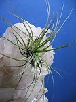 TILLANDSIA : TENUIFOLIA